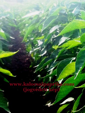 Kalocsai Fűszerpaprika 4.